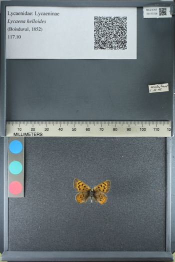 Media type: image;   Entomology 177728